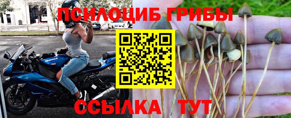 Псилоцибиновые грибы GOLDEN TEACHER  Вход с VPN  Псилоцибиновые грибы MAGIC MUSHROOMS  Унеча 